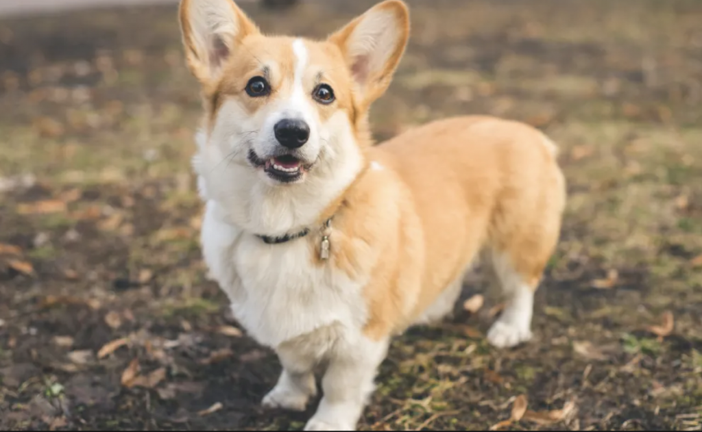 Why and How Corgi Puppies Develop Separation Anxiety – Calming Dog